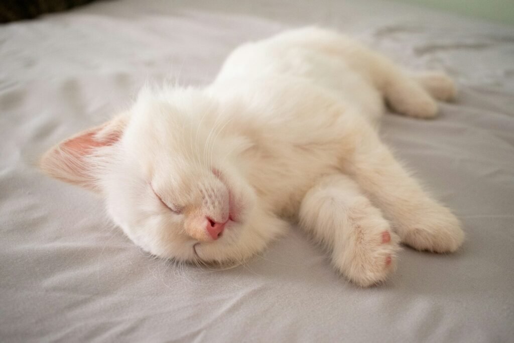 A short-furred white kitten lying on a bed