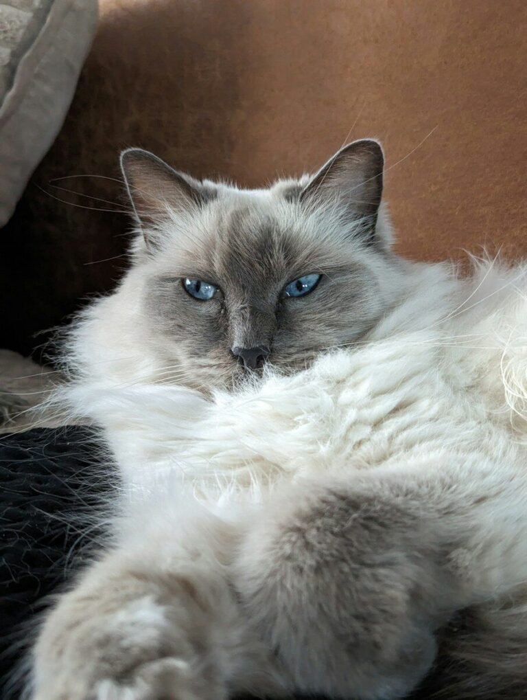 A Ragdoll cat lying comfortably on a soft blanket