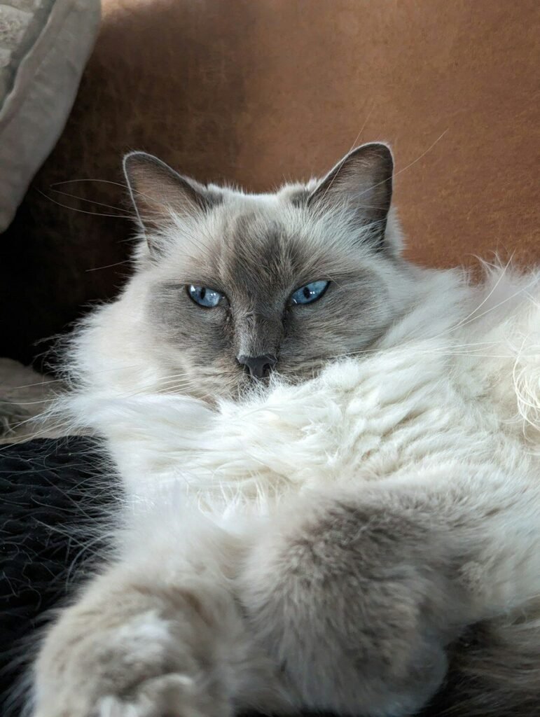 A Ragdoll cat lying comfortably on a soft blanket