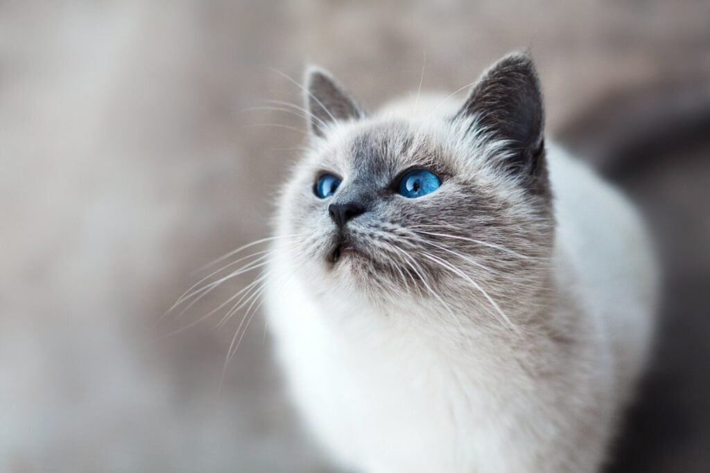 A white and gray Ragdoll cat with striking blue eyes looking up