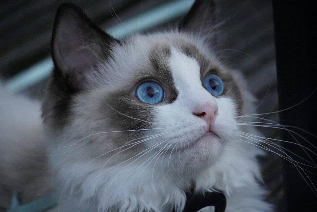 A close up of a Ragdoll cat with striking blue eyes