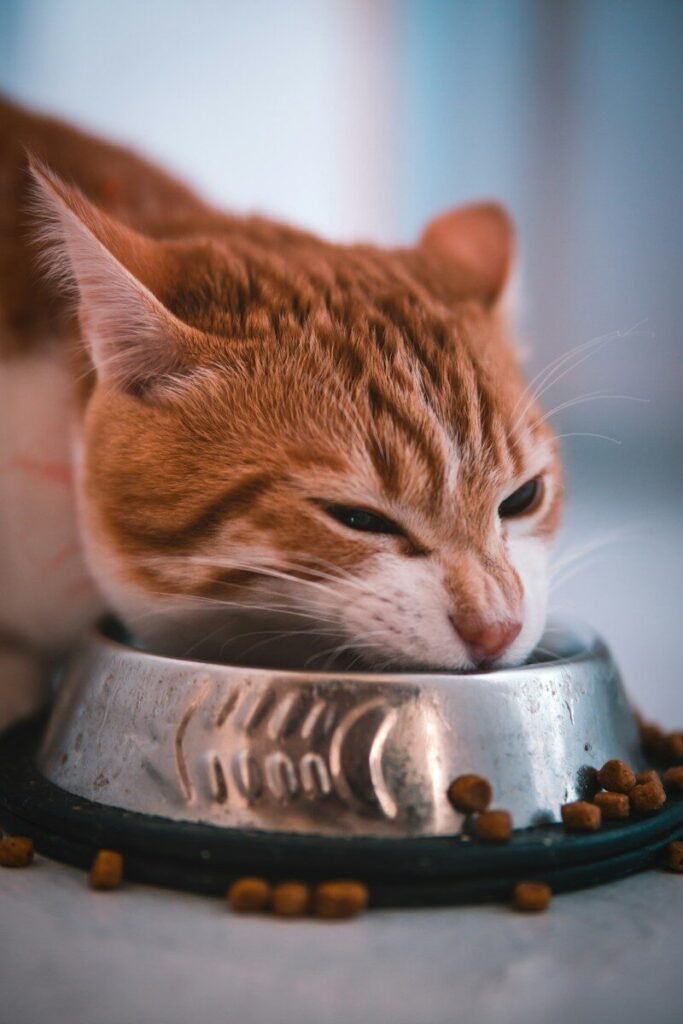 A cat eating cat food from a pet bowl