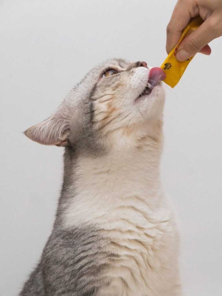 A white and grey cat playing with a colorful plastic toy